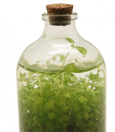 تراریوم یا سبزه در بطری شیشه ای کوچک